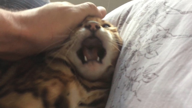 Котовторник!