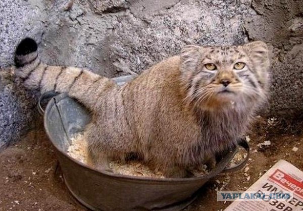 Фермер из Забайкалья нашел брошенных котят, а оказалось, что они стоят целое состояние