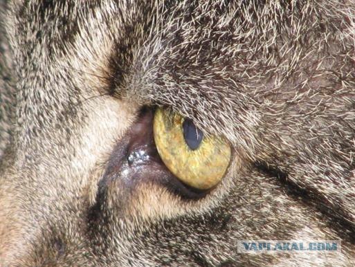 Котовторник на ЯПлакалъ (03.06), котята (31 шт)