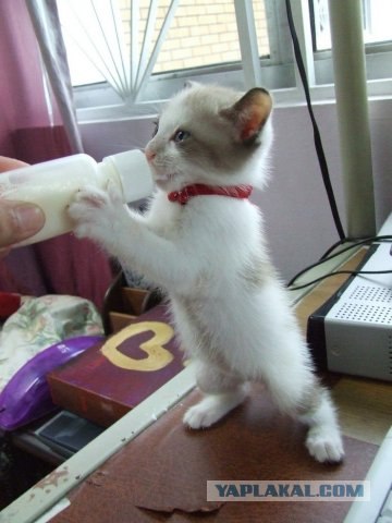 Котовторник на ЯПлакалъ 08.07.2008