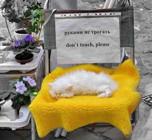 Уррааа! Котовторник на ЯПлакалъ!