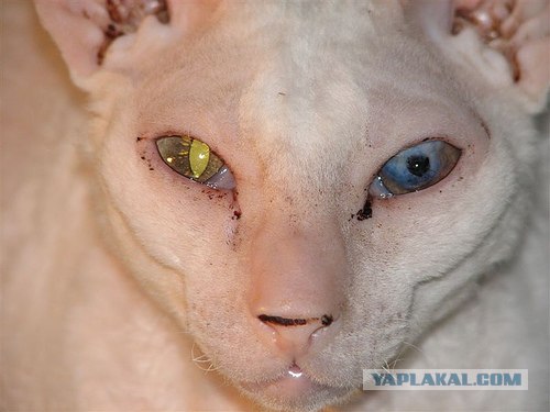 Кошак в шоке