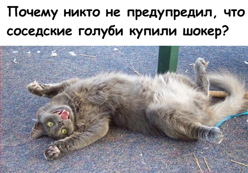 Lolcats - котовторник 33 лолокота!