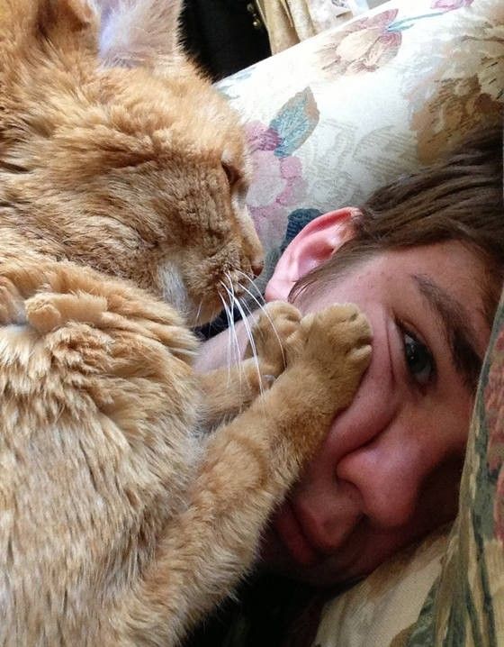 Прикольных котов пост