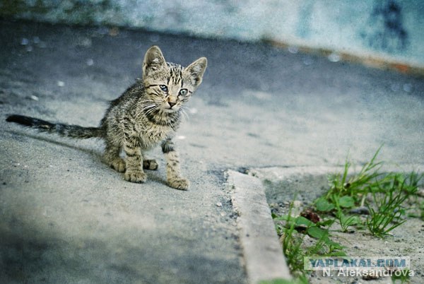 Котовторник на 6 июля