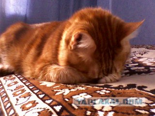 Коты, кошки и котята