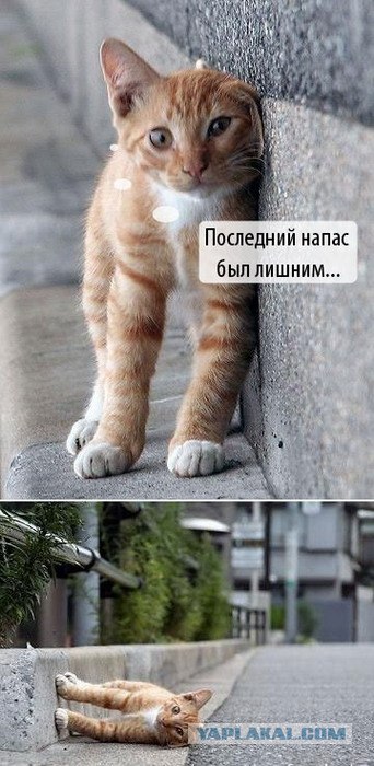 Котейкин вторник! Космический 12.04!