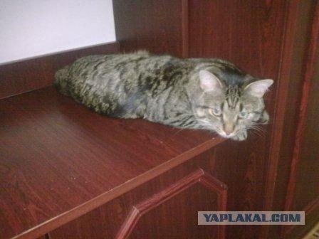Состоятельный котовторник