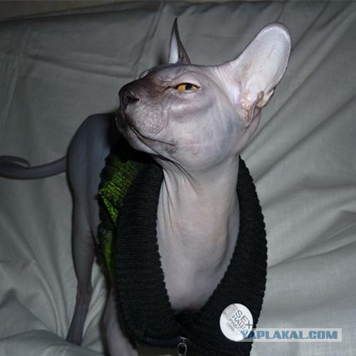 Котовторник в "КотоГетто"