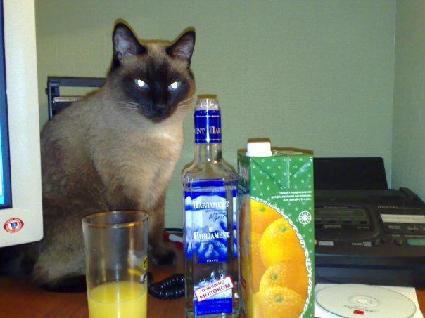 Котовторник 22.11.11