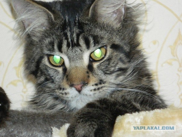 Котовторник 06.12.2011