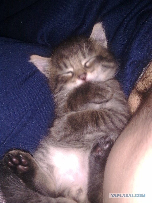 Котовторник (28.02.2012)