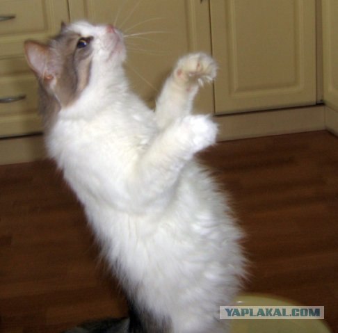 Котовторник 10.04.2012