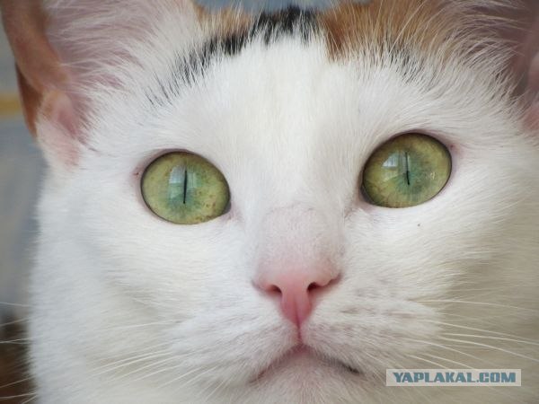 Котовторник 19.02.2013