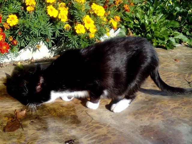 Котовторник 26.02.2019