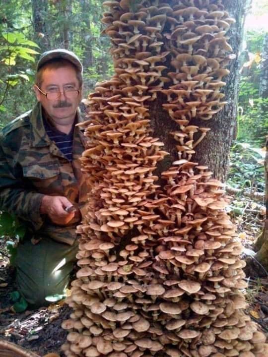 За грибами 1 января 2020
