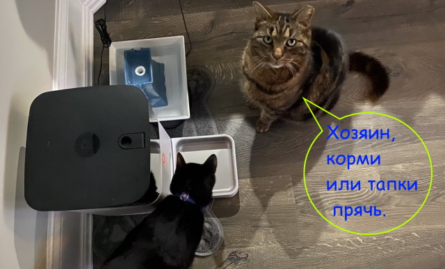 Из-за неполадок на серверах компании Petnet кормушки SmartFeeder перестали давать еду домашним питомцам по расписанию