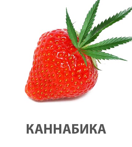 Фотожаба: Лето, фрукты, генетика!