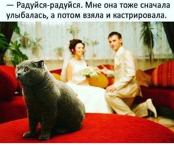 Картинки с надписями и котами