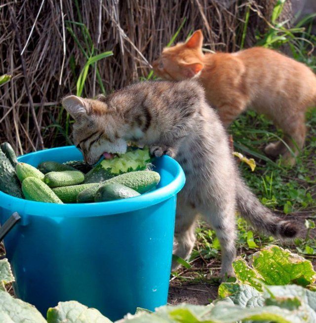 Которник