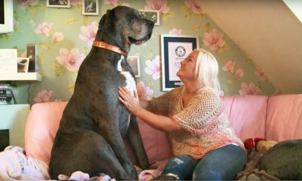 Обращение к зоофилам и прочим. Накипело (18+)
