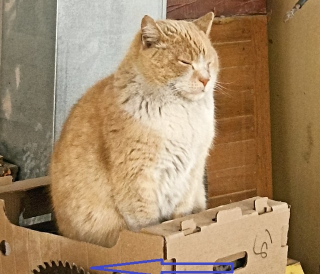 Объясните, что происходит с моим котэ?