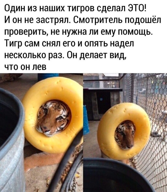 Забавные комментарии из социальных сетей (19.06.23)