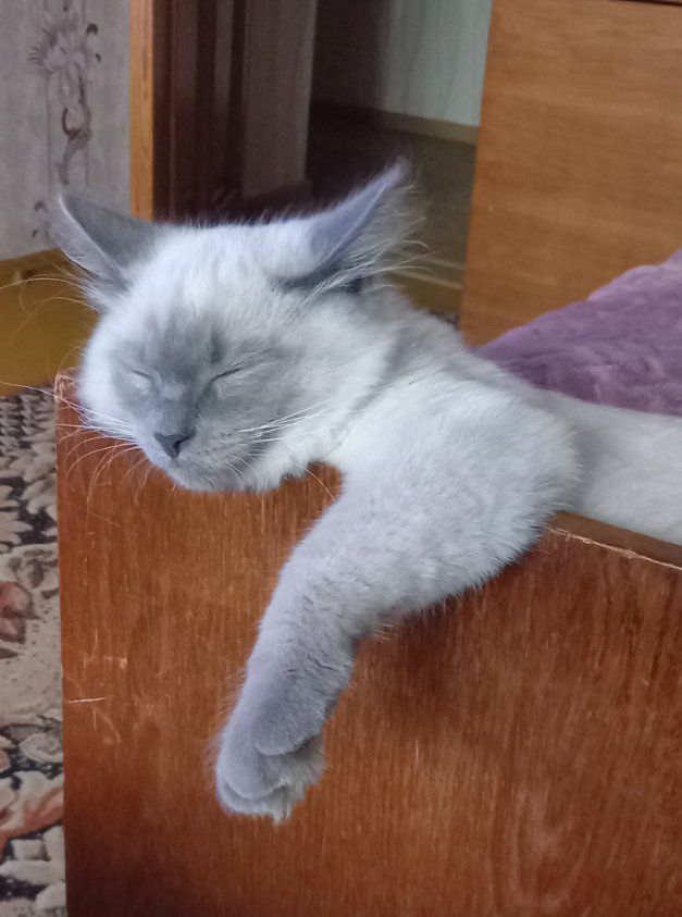 А в какой позе у вас спят кошки?
