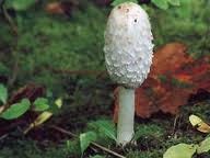 Урожай сморчков в Сибири