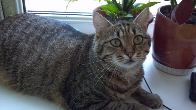 Котовторник  30.07.2013