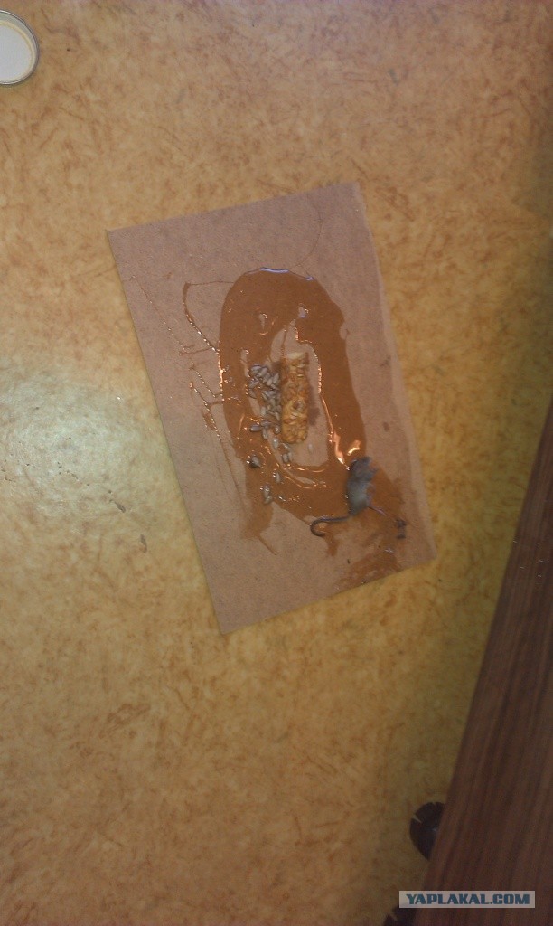 Как я мышь борол