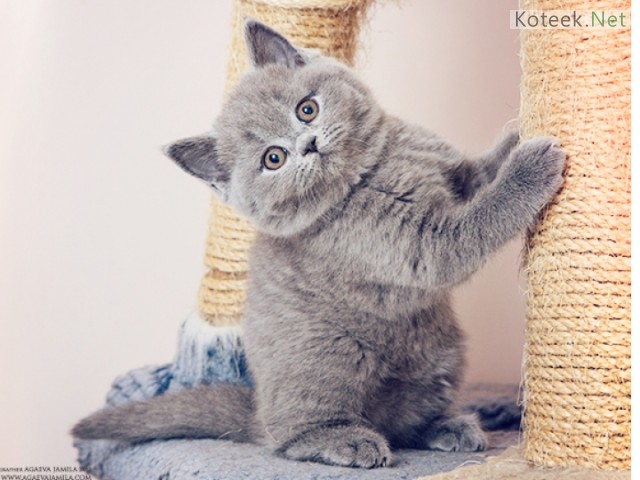 Котовторник 29.10.2013