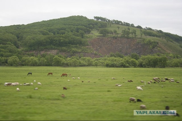 Природа Приморского края