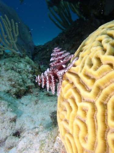 Новогодний червь