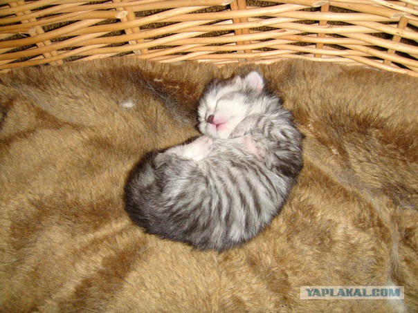 Котовторник 6.05.2014