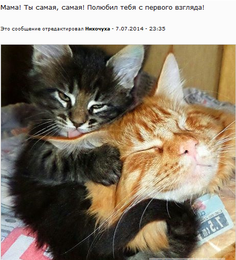 Котовторник  08.07.2014