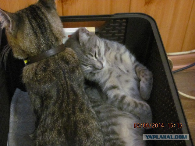Котовторник 09.09.2014