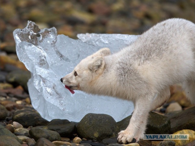 Лучшие фотографии National Geographic