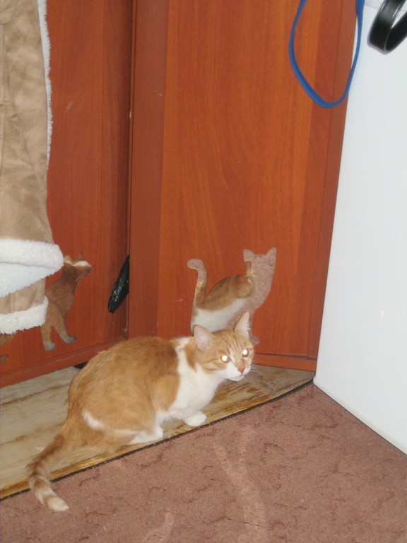 Котовторник 20.01.2015