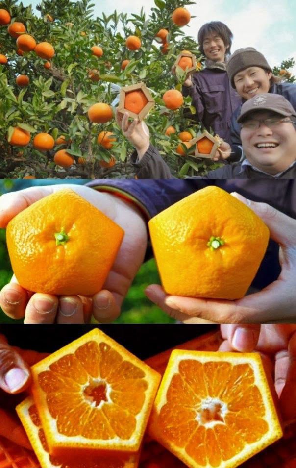 Весёлые картинки