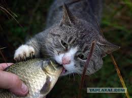 Котя спас рыбку