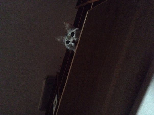 Котовторник