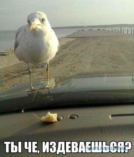 Веселости или типо того