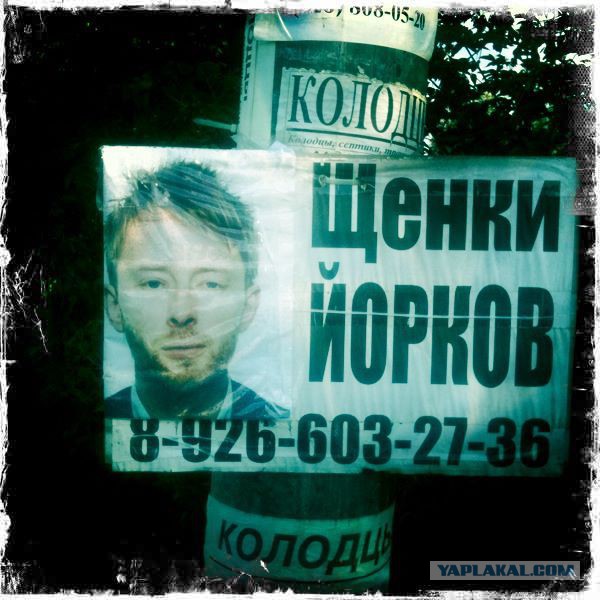 Веселости из сети