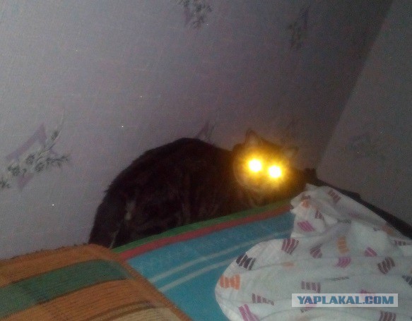 Котовторник 29-09-2015,