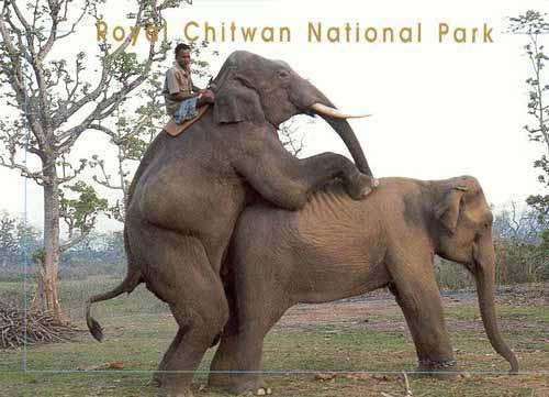 СЛОНЫ. Фотографии слонов, прикольные слоны!