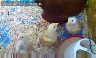 За что я люблю китайцев