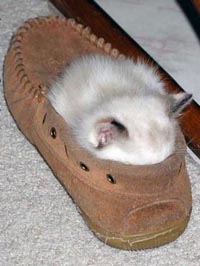 Коты, кошки, котята