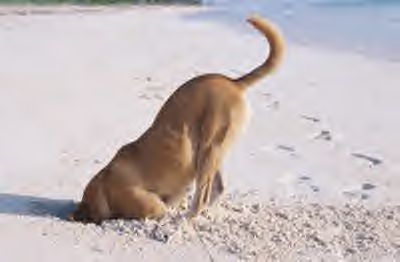 СОБАКИ и ЩЕНКИ. Все про собак!