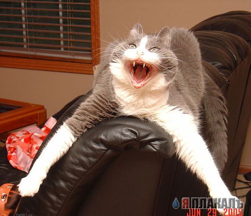 Коты, кошки, котята